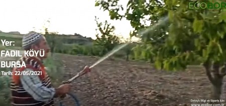 ECOBOR - Zengin Mineralli Bor Bileşenli Sıvı Gübre - Fadıl Köyü, Kiraz Ağacı Uygulaması