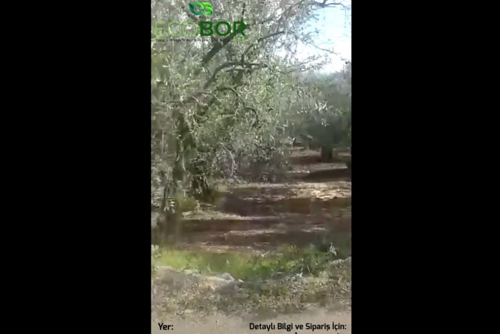 ECOBOR - Zeytin Uygulaması - Zengin Mineralli Bor Bileşenli Sıvı Gübre - Kaymakoba - Mudanya - Bursa