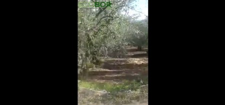ECOBOR - Zeytin Uygulaması - Zengin Mineralli Bor Bileşenli Sıvı Gübre - Kaymakoba - Mudanya - Bursa