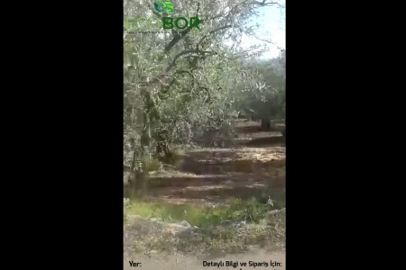 ECOBOR - Zeytin Uygulaması - Zengin Mineralli Bor Bileşenli Sıvı Gübre - Kaymakoba - Mudanya - Bursa