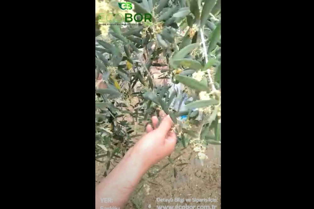 ECOBOR - Zeytin Uygulaması - Zengin Mineralli Bor Bileşenli Sıvı Gübre - Şarköy - Tekirdağ