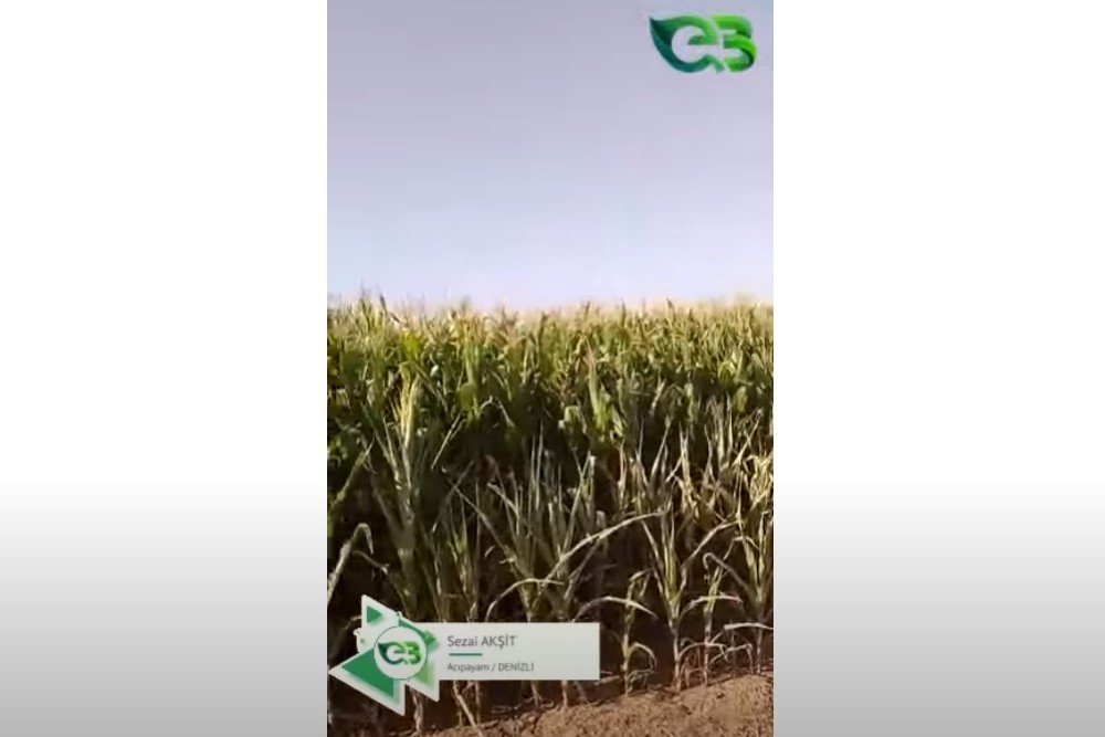 ECOBOR'DAN SONRA MISIR TARLASINDAKİ DEĞİŞİM!