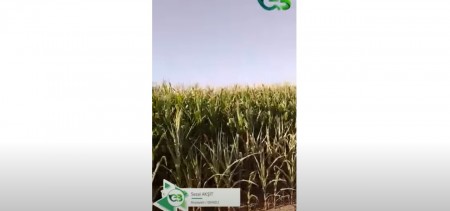 ECOBOR'DAN SONRA MISIR TARLASINDAKİ DEĞİŞİM!