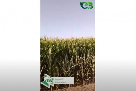 ECOBOR'DAN SONRA MISIR TARLASINDAKİ DEĞİŞİM!