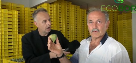 ECOBOR'UN İNCİR AĞAÇLARINDA Kİ ETKİSİ