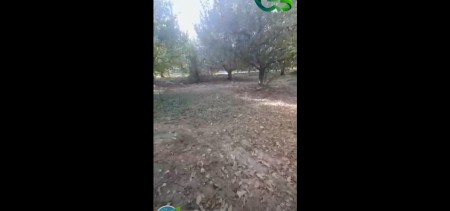 ELMA BAHÇESİNDE HASAT SONU UYGULAMASI