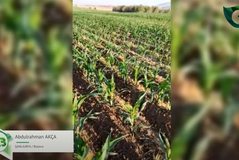 FARKI GÖRÜNCE TÜM TARLALARINA UYGULAMA KARARI ALAN ÜRETİCİMİZ!