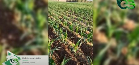 FARKI GÖRÜNCE TÜM TARLALARINA UYGULAMA KARARI ALAN ÜRETİCİMİZ!
