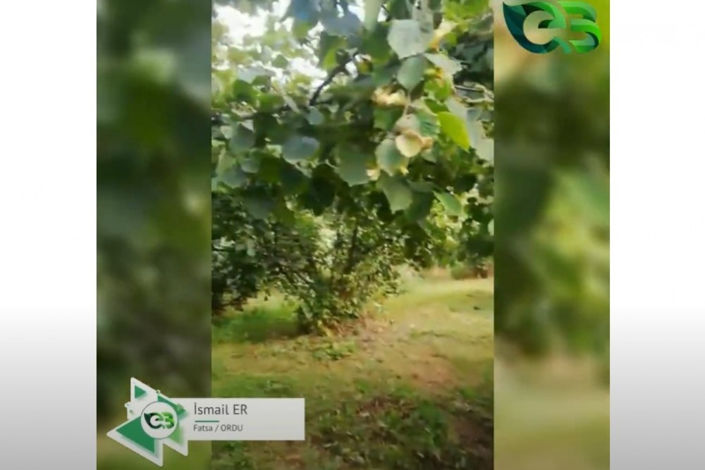 FINDIKTA ECOBOR FARKI!