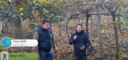 Kivi Bahçesinde Hasat Sonu ECOBOR Uygulaması!