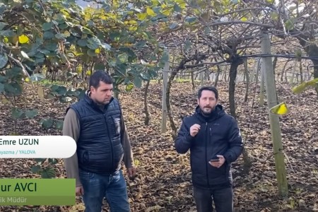 Kivi Bahçesinde Hasat Sonu ECOBOR Uygulaması!