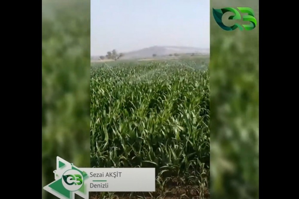 MISIR TARLASINDA ECOBOR FARKI!