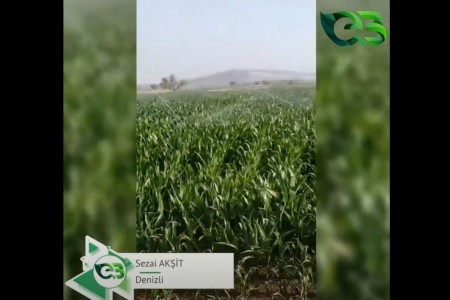 MISIR TARLASINDA ECOBOR FARKI!