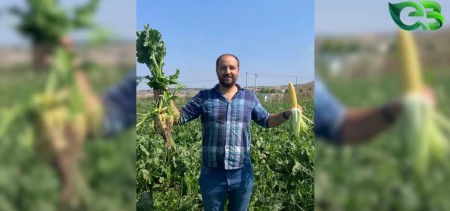 Pancar ve Mısır Tarlasındaki Fark!