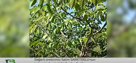 Salim Sametoğlu'nun ceviz bahçesindeki değişim!