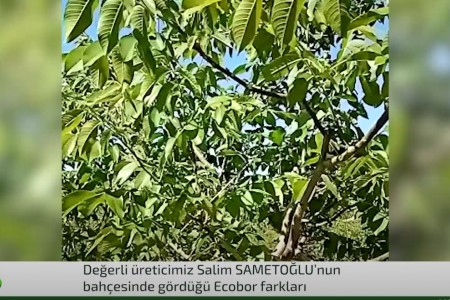 Salim Sametoğlu'nun ceviz bahçesindeki değişim!
