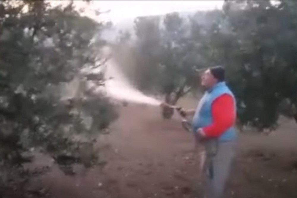 Tekirdağ Şarköy'de ECOBOR İle Zeytin Ağacı Uygulaması Üretici Memnuniyeti