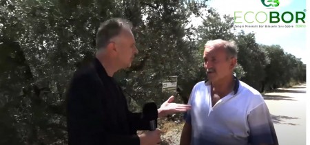 ZARAR GÖRMÜŞ ZEYTİN AĞAÇLARINDA ECOBOR ETKİSİ