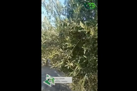 ZEYTİN AĞACI BU VERİMİ TAŞIYAMADI!