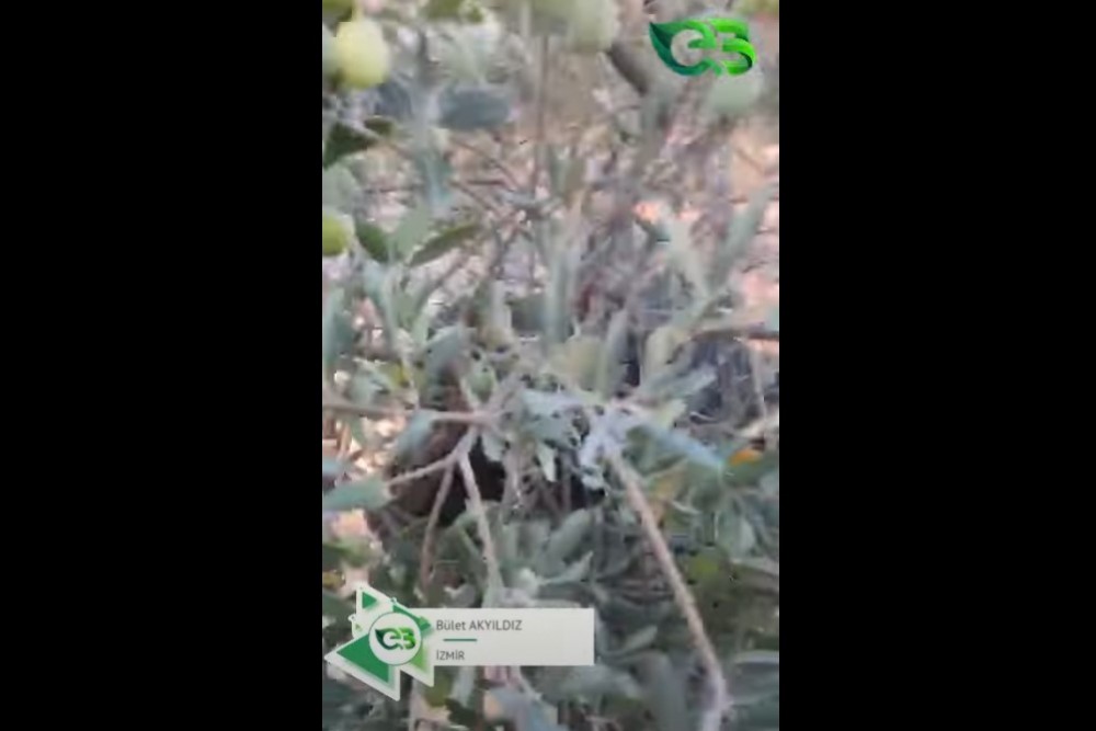 ZEYTİNDE ECOBOR FARKI!