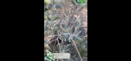 ZEYTİNDE ECOBOR FARKI!
