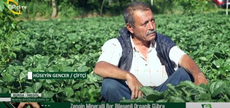 Çilek Üretiminde Ecobor ile Maliyetleriniz Düşer