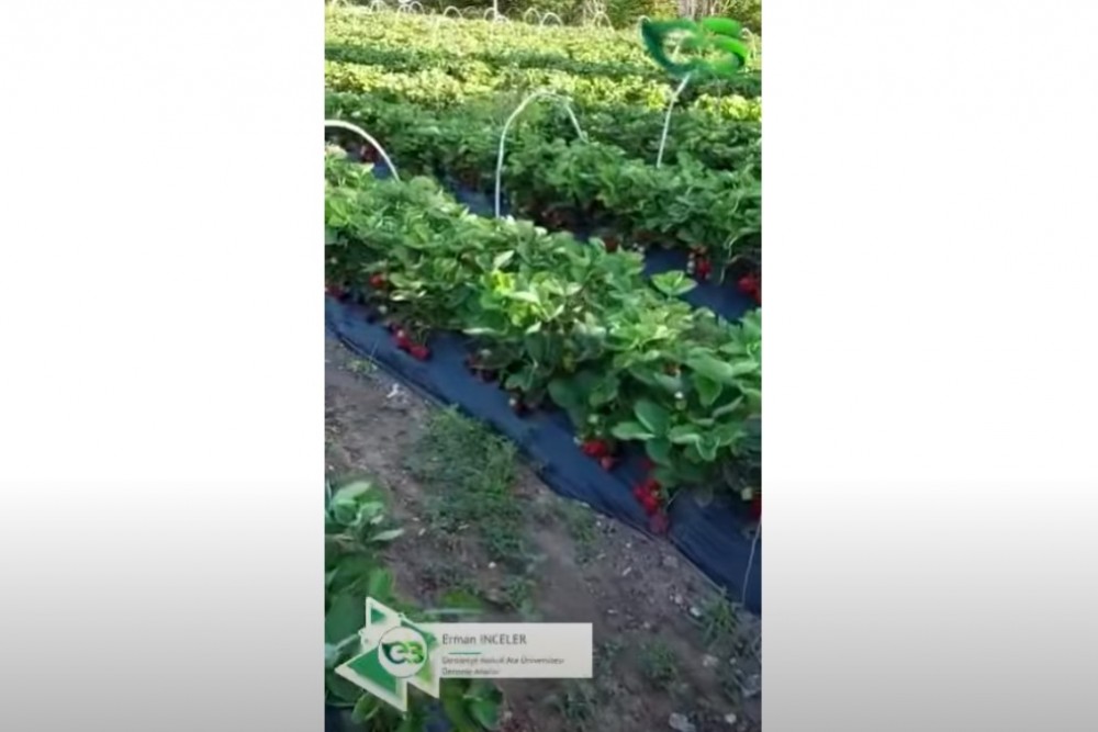 Çilekte ECOBOR Farkı!