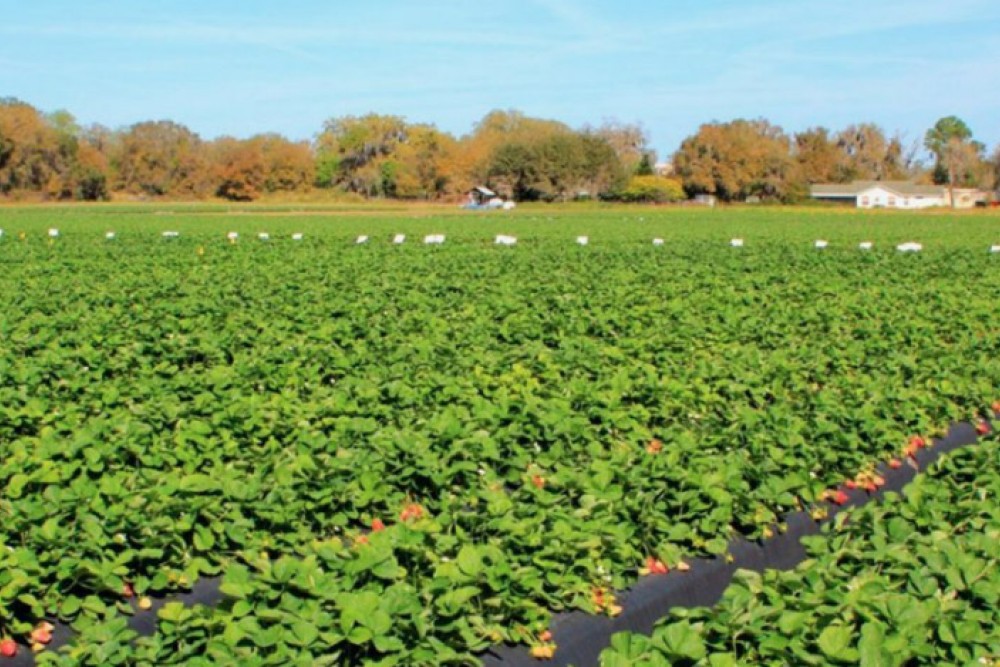 Çilek Üretiminde Ecobor ile Maliyetleriniz Nasıl Düşer?