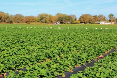 Çilek Üretiminde Ecobor ile Maliyetleriniz Nasıl Düşer?