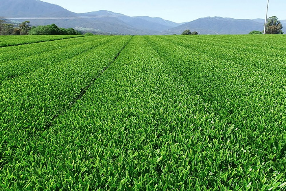 Yonca Deneme Arazimizdeki ECOBOR Kullanımı Sonrası Olumlu Değişimler